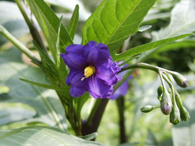 Solanum laciniatum